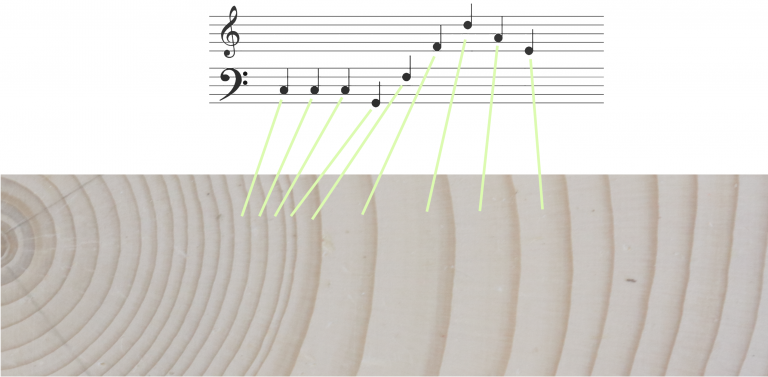 Illustration de la relation entre la longueur des cernes de croissance et les notes jouées sur une section de rondelle. Plus les notes se situent haut sur la partition et plus elles sont aiguës