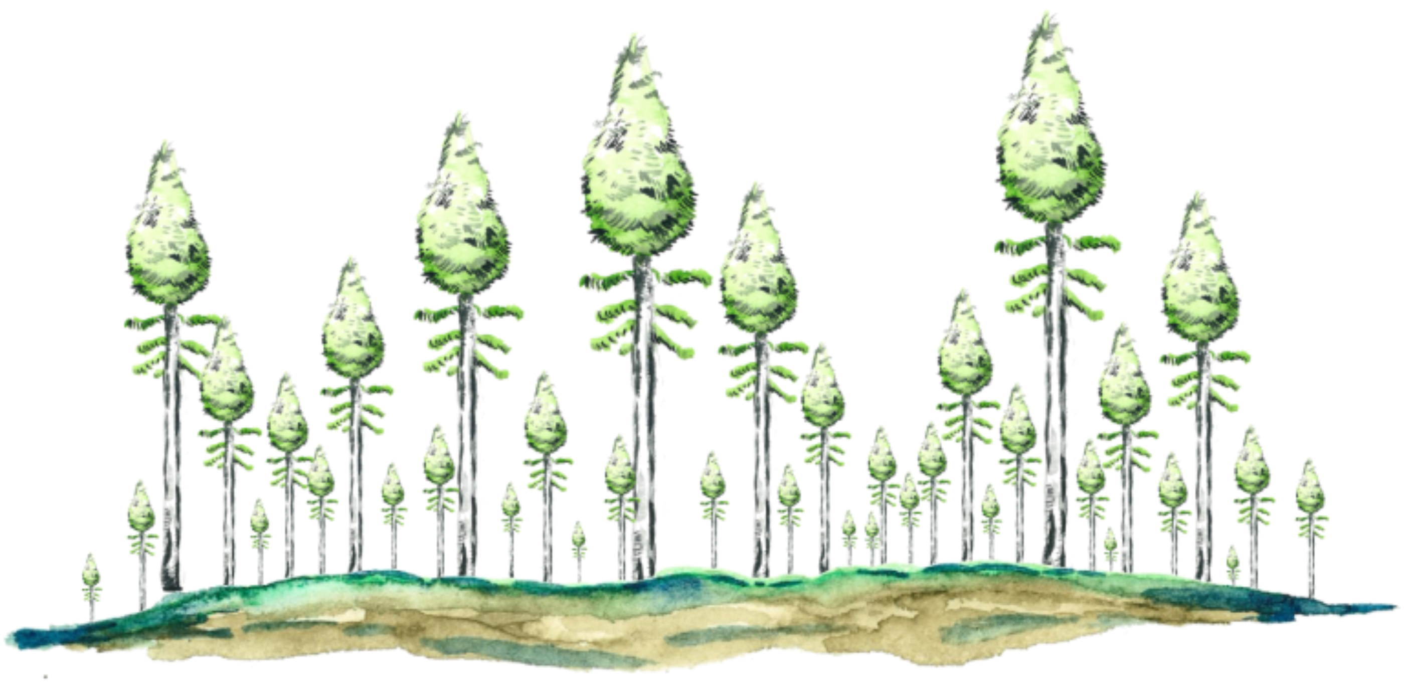 Représentation schématique d’une vieille forêt boréale paludifiée