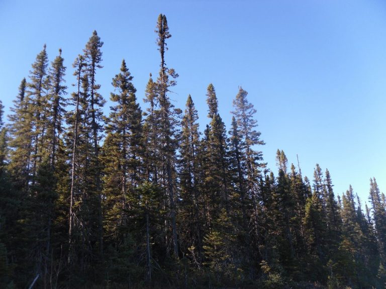 Vieille forêt d’épinette noire