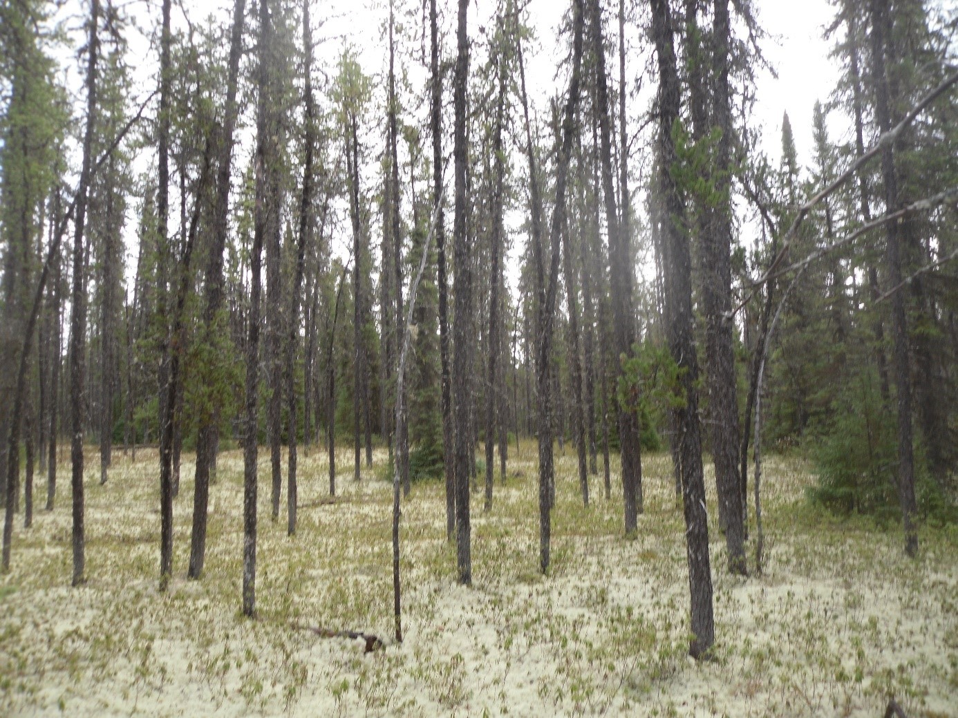 Forêt boréale équienne, où se mélange ici épinette noire et pin gris. La structure de la forêt est très simple, avec des arbres de même taille