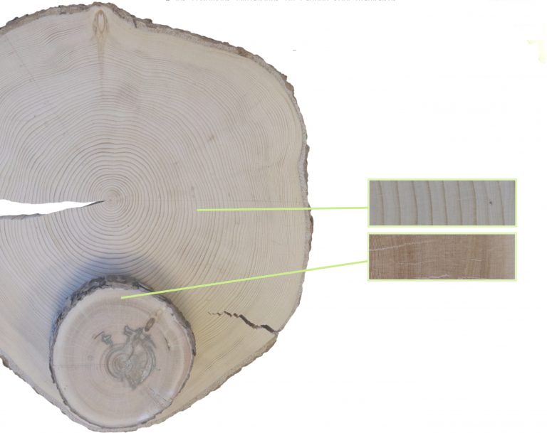 Comparaison de la taille des cernes de croissance d’une épinette noire de 86 ans (la plus grande) ayant poussé dans d’excellentes condition et d’une épinette noire de 272 ans (la plus petite) ayant poussé dans une tourbière