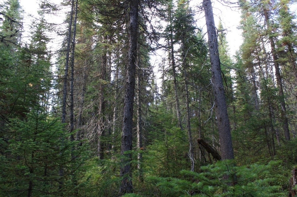 Vieille forêt d’épinette noire, la structure du peuplement devient plus complexe, avec des arbres de toutes tailles et tous âges