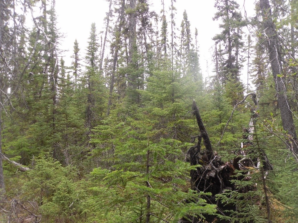 Suite à l’épidémie de tordeuse, les arbres les plus affectés meurent, formant des trous dans la canopée. Heureusement, la régénération se montre prête à les remplacer