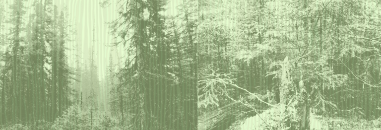 Exemple de vieilles forêts boréales au Québec