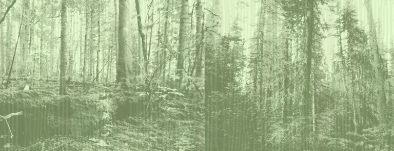 Exemple de vieilles forêts boréales au Québec