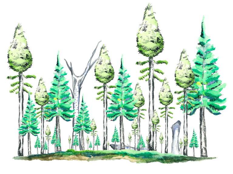 Représentation schématique d’une vieille forêt boréale